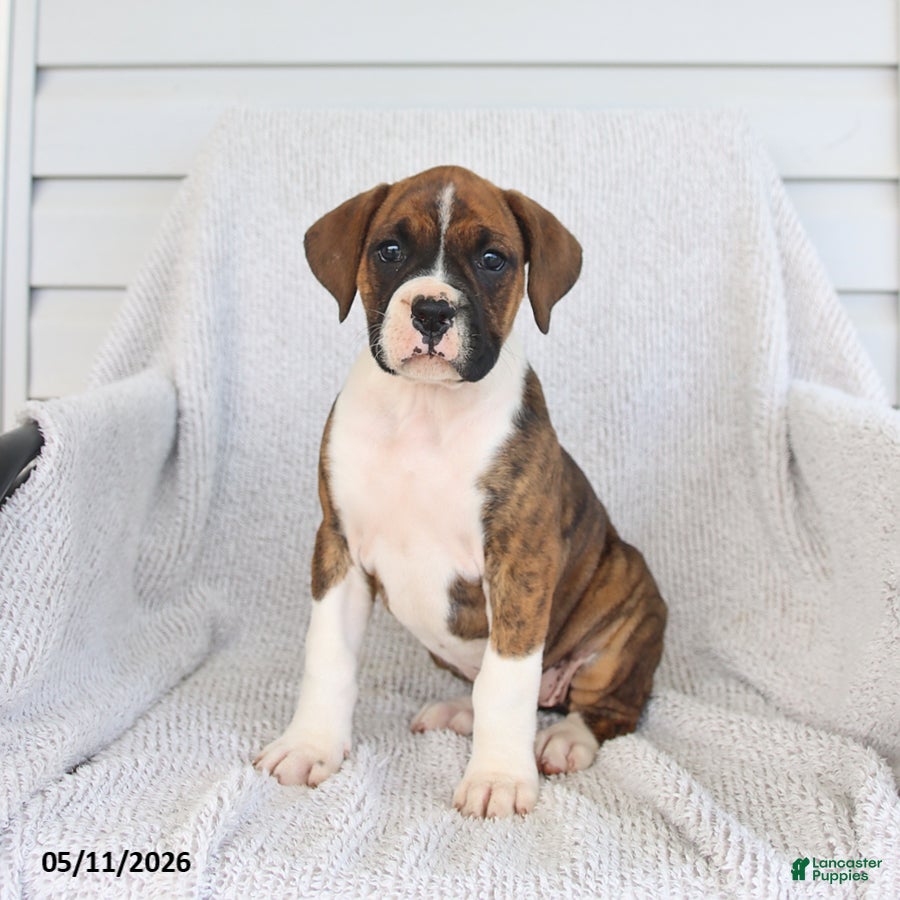 Rose Boxer for sale in Bellefonte | Lancaster Puppies