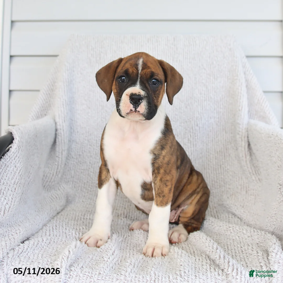 Boxer dogs for sale: Rose  - Ad 1