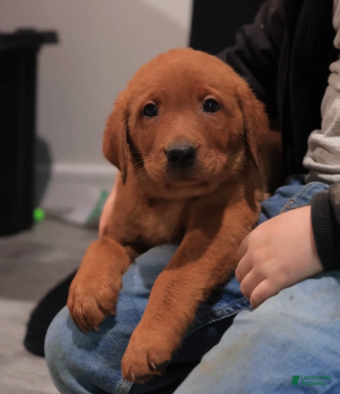 Labrador Retriever dogs for sale: Major - Ad 1