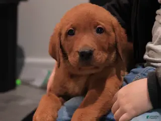 Labrador Retriever dogs Major - Ad 34