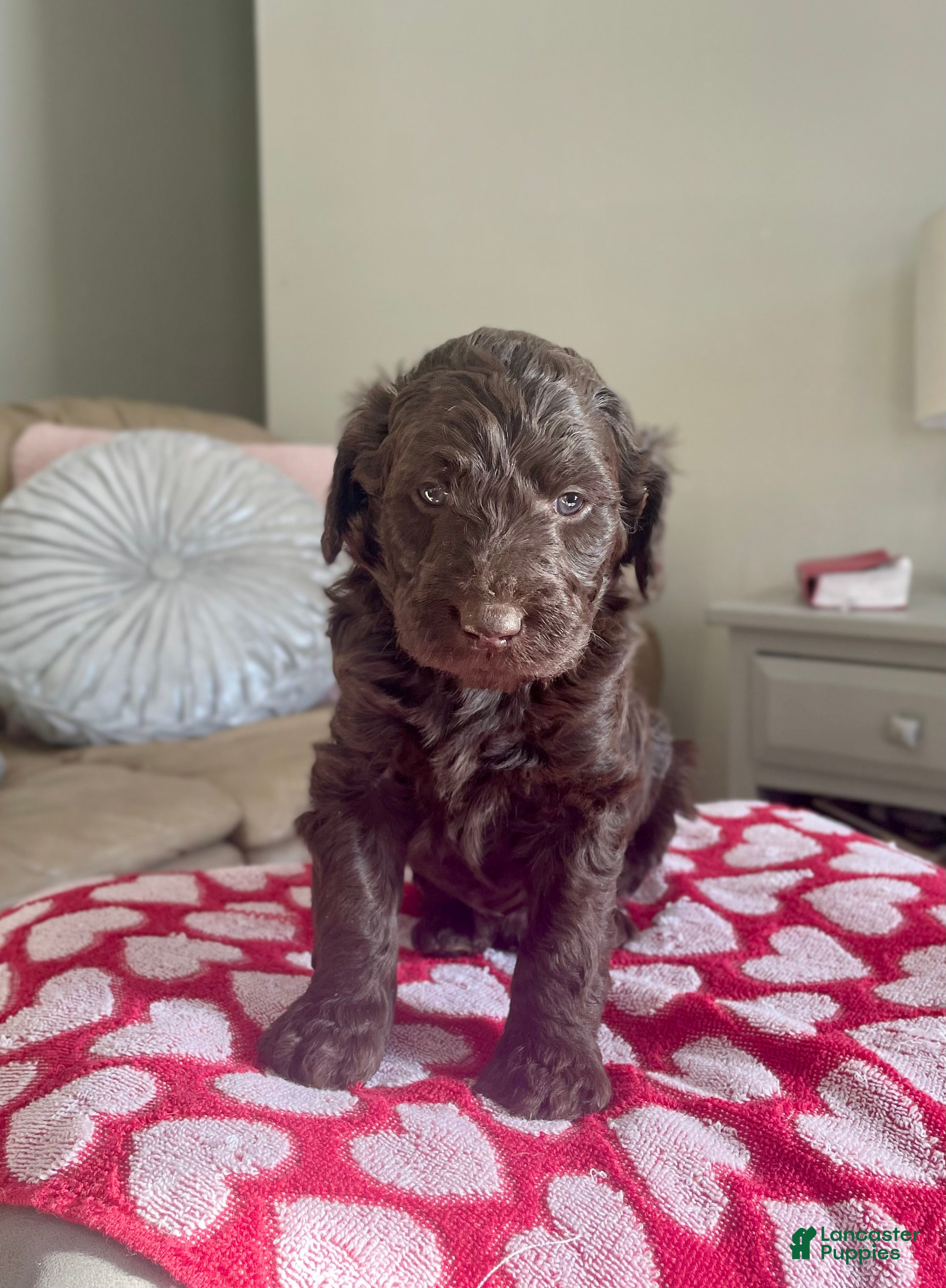 Goldendoodle dogs Mr red - Ad 14