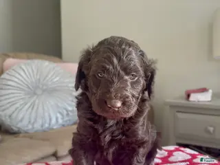 Goldendoodle dogs Mr red - Ad 19