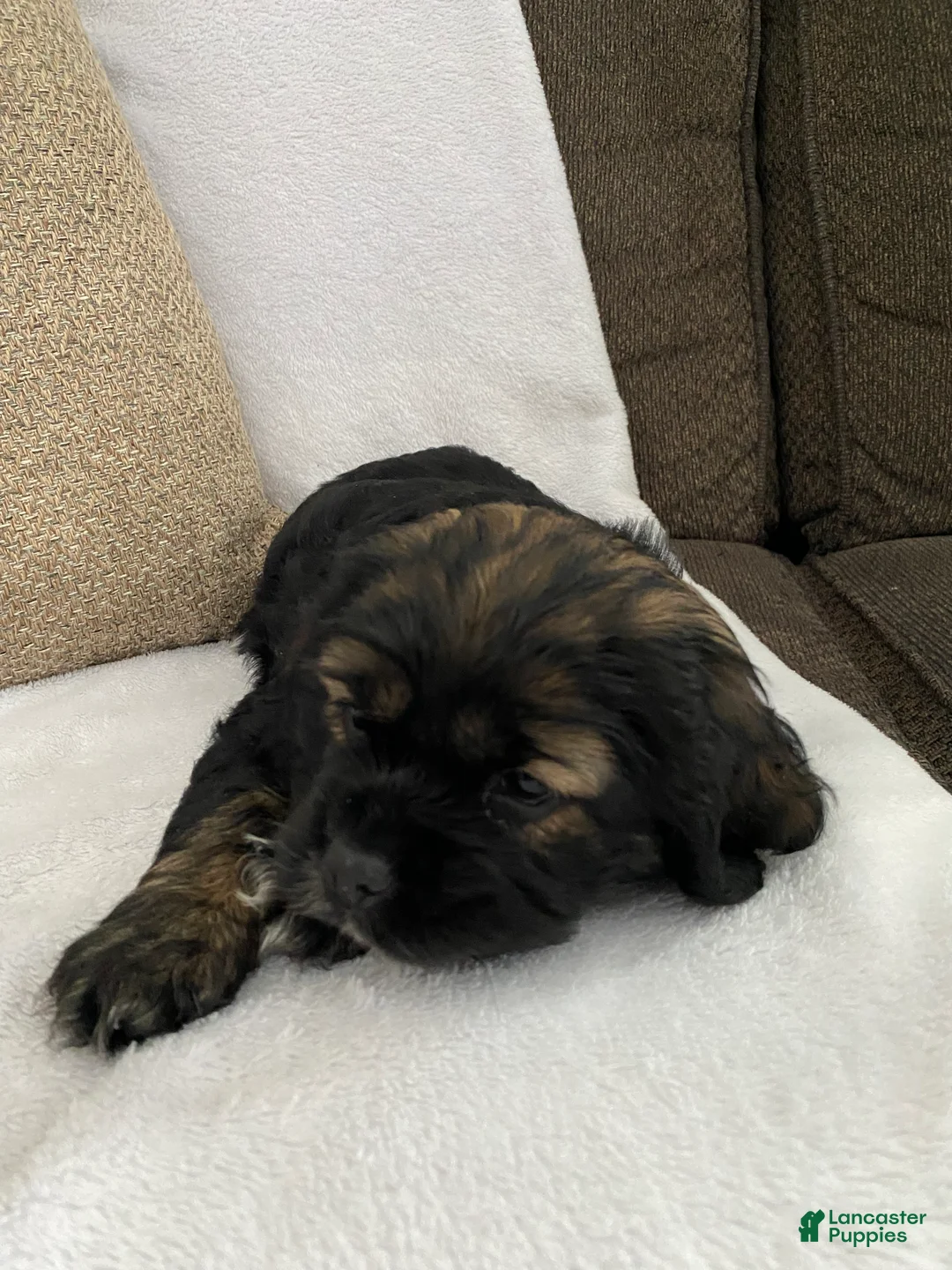 Cocker Spaniel dogs for sale: Tabby  - Ad 3