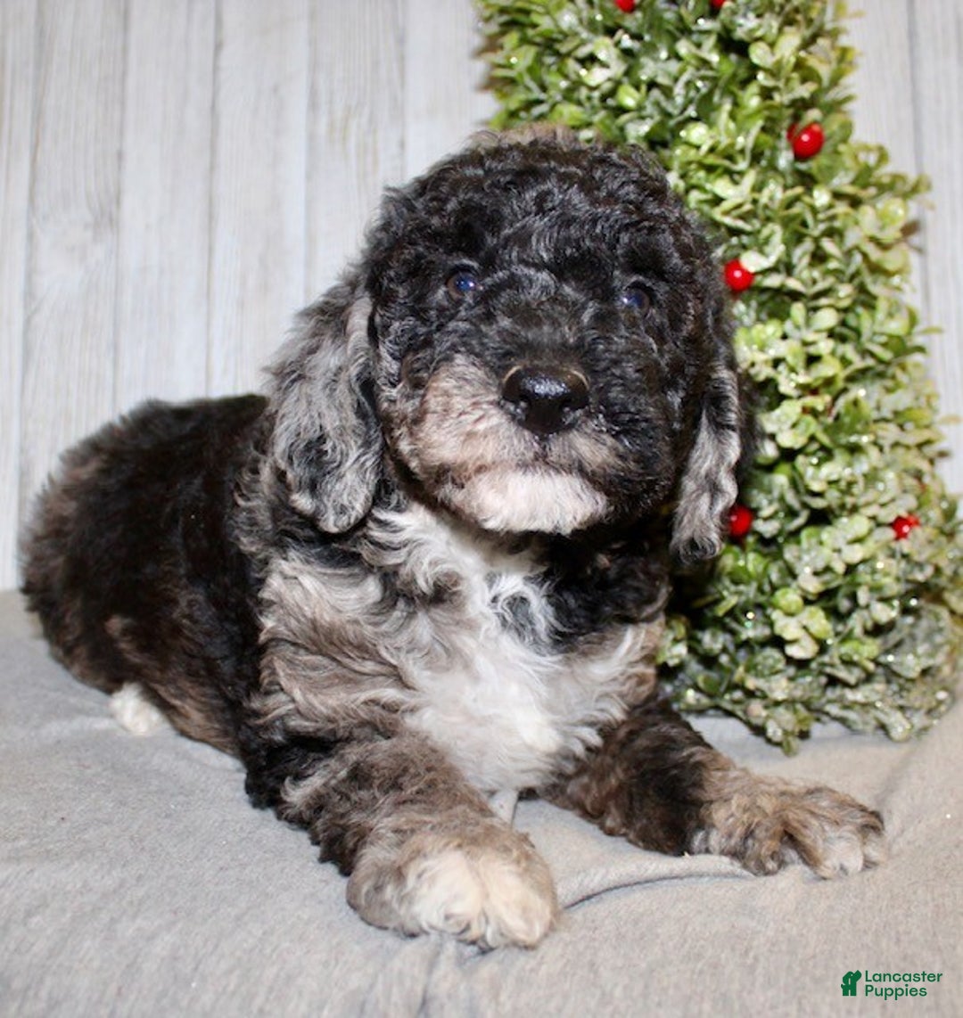 Mixed Breed dogs for sale: Dustin - Ad 2