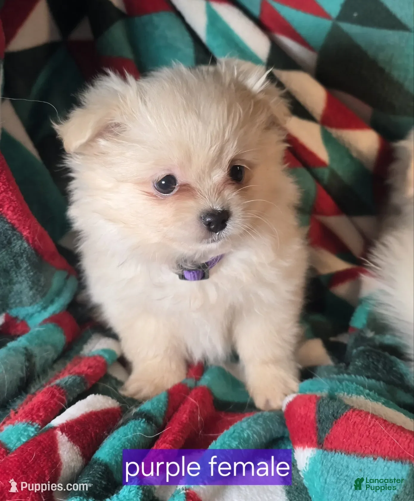 Mixed Breed dogs Dixxie (Pom + Peke) - Ad 12