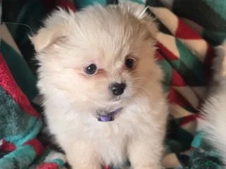 Mixed Breed dogs Dixxie (Pom + Peke) - Ad 12