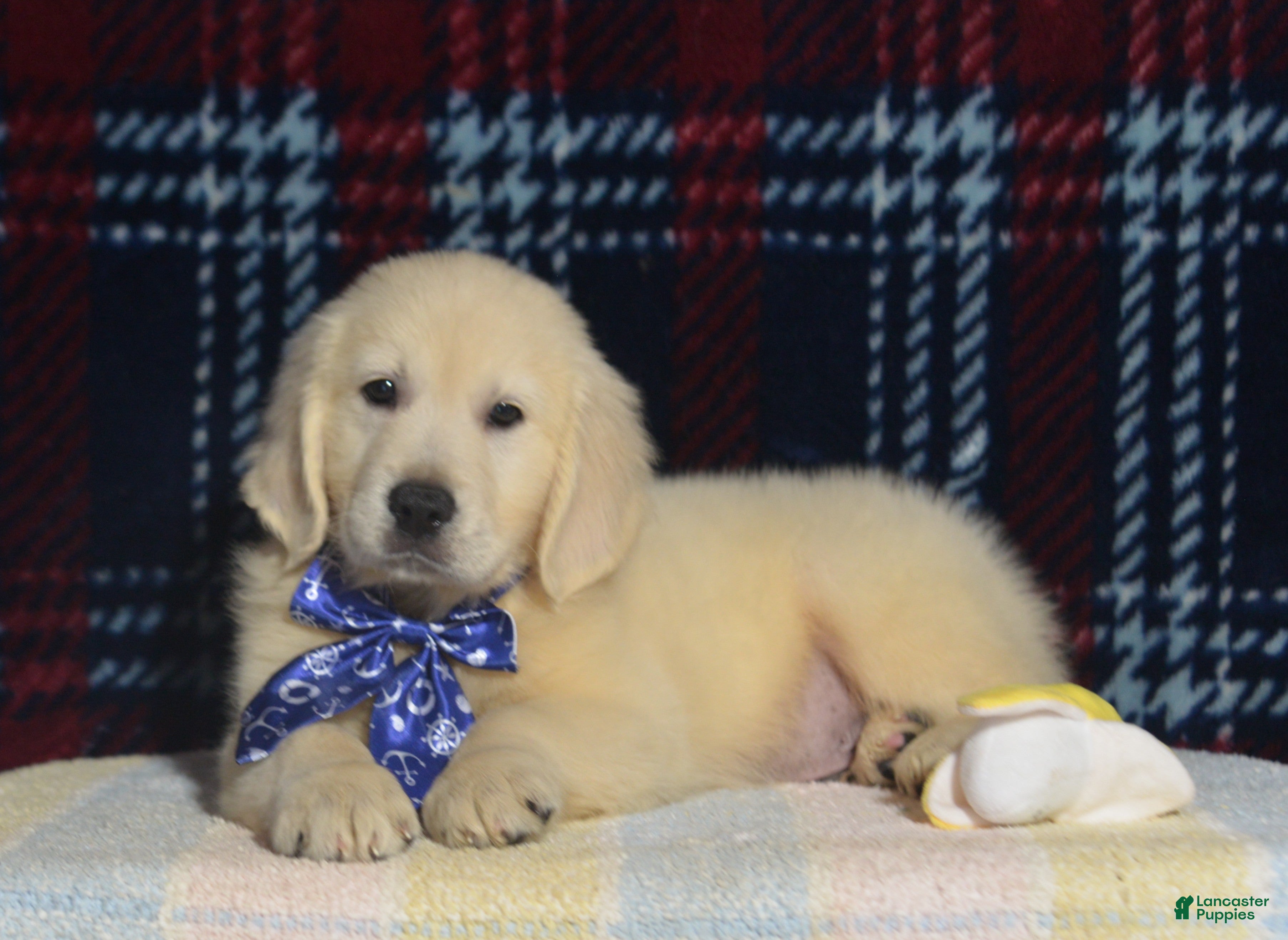 Golden Retriever dogs Tyler - Ad 2