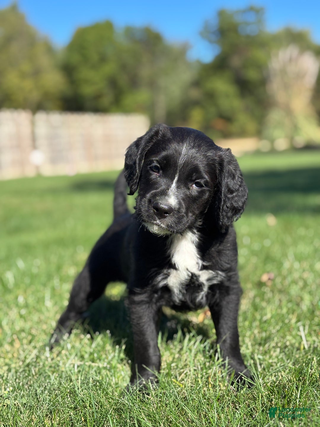 Mixed Breed dogs for sale: Finn - Ad 1