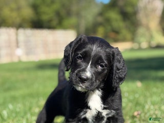 Mixed Breed dogs Finn - Ad 39