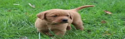 Labrador Retriever dogs for sale: Maple - Ad 6