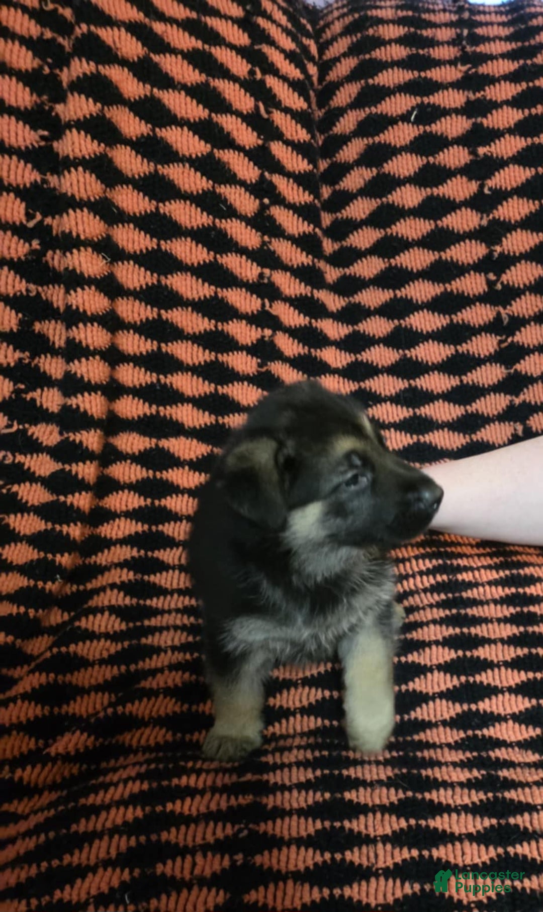 German Shepherd dogs for sale: Moon - Ad 2