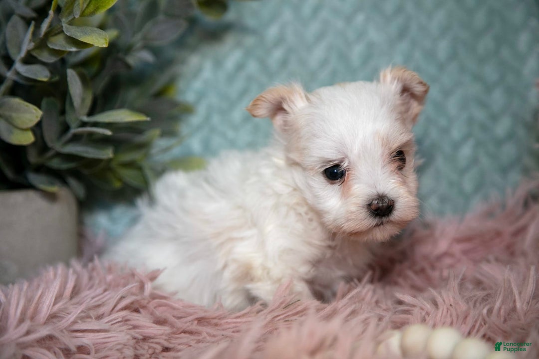 Maltipoo dogs for sale: Ginny - Ad 4