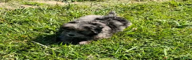 Zeus-Mini Bernedoodle 2