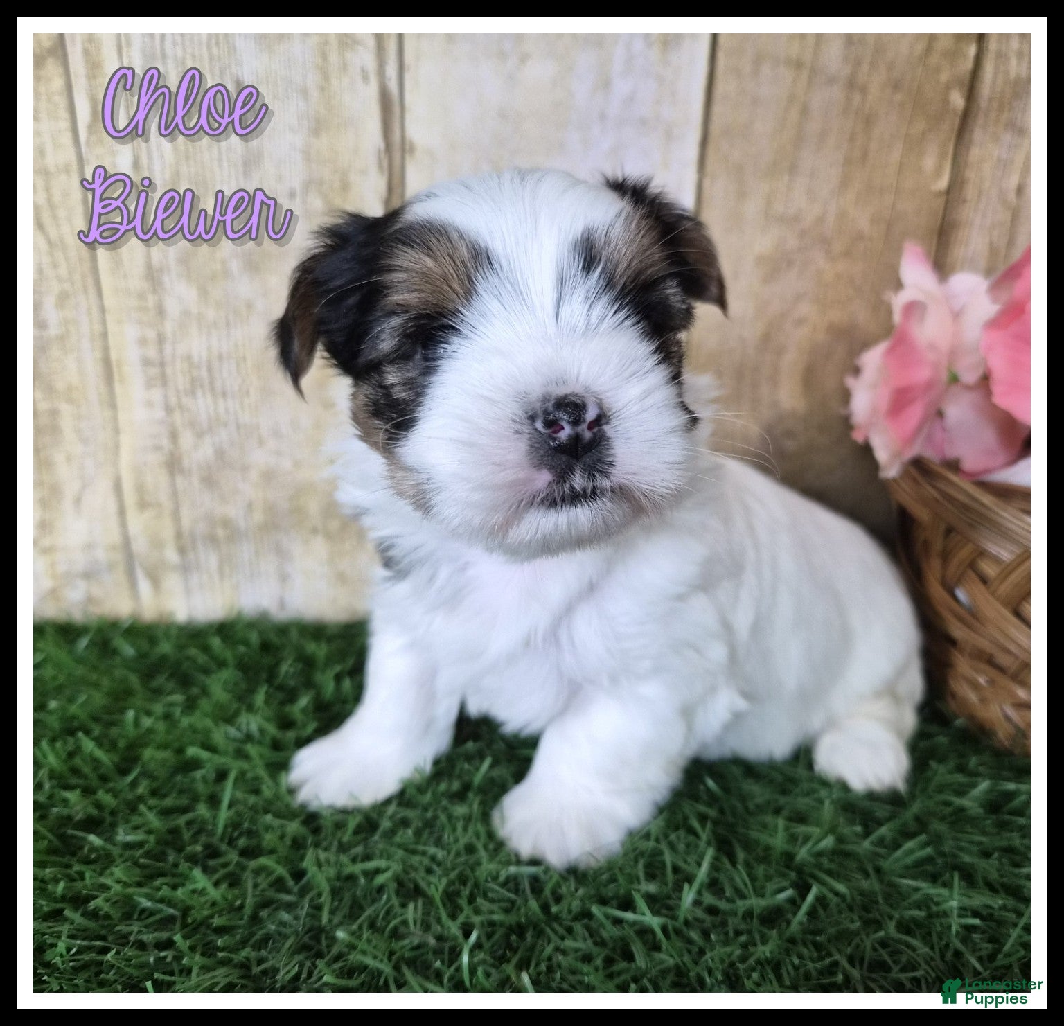 Yorkshire Terrier dogs for sale: Chloe - Ad 3