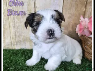 Yorkshire Terrier dogs for sale: Chloe - Ad 3