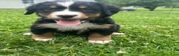 Bernese Mountain Dog dogs for sale: Berner bunch - Ad 17