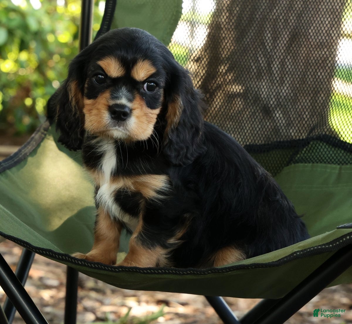 Cavalier King Charles Spaniel dogs for sale: Corey - Ad 7