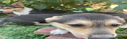 Welsh Corgi Pembroke dogs for sale: Pacha  - Ad 5
