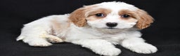 Cavachon dogs for sale: Olive - Ad 2