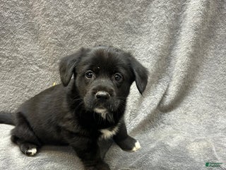 Mixed Breed dogs Mixed Breed Harley - Ad 22