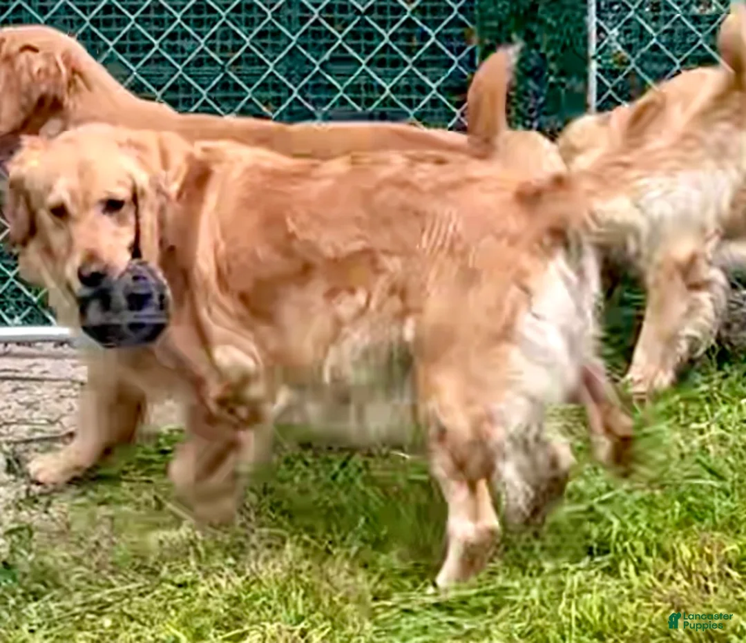 Golden Retriever dogs for sale: Golden Retriever Puppy 4 - Ad 2