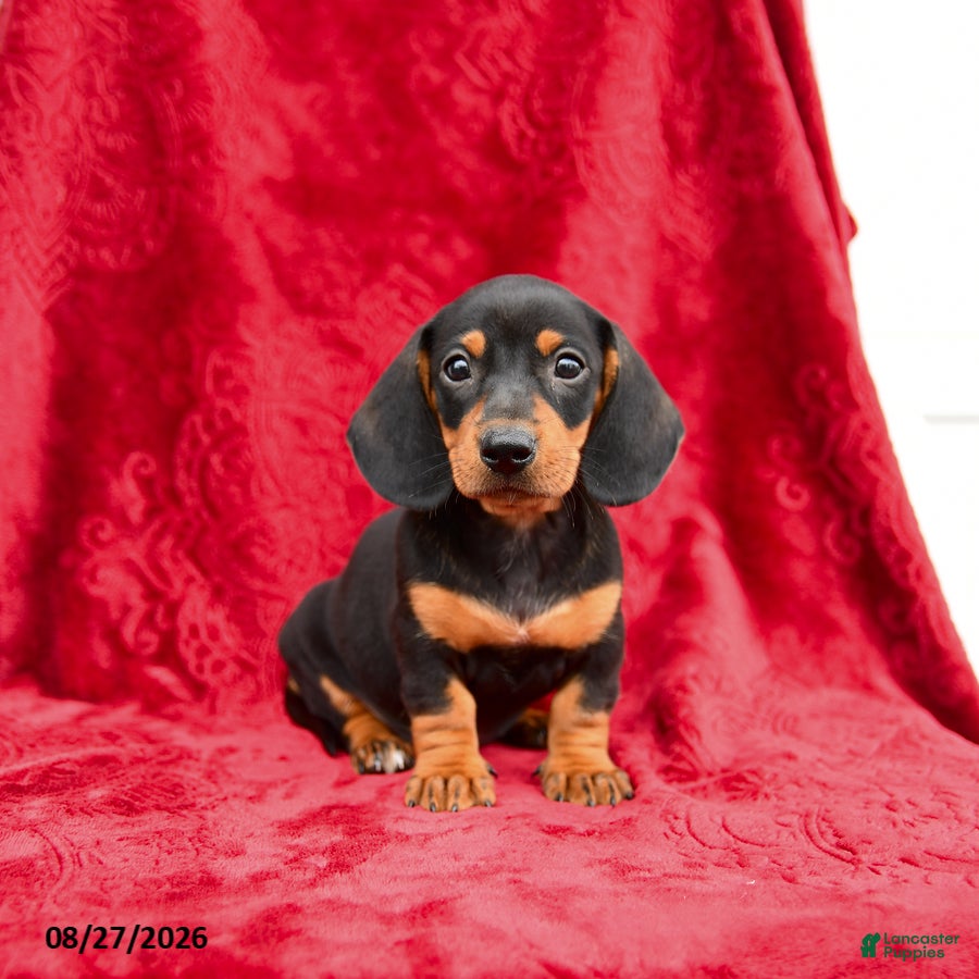 Miniature Dachshund dogs Stormy - Ad 1