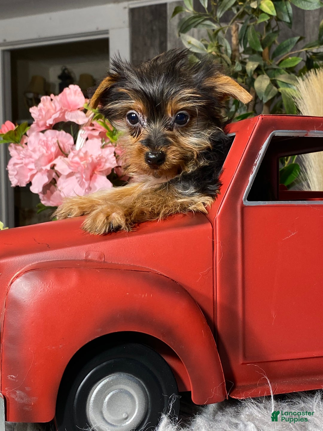 Yorkshire Terrier dogs for sale: Yarah - Ad 3