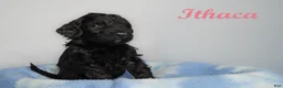 Bernedoodle dogs for sale: Henry Bernedoodle Puppy 2 - Ad 1