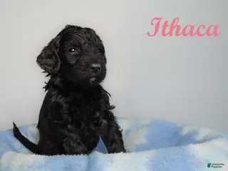 Bernedoodle dogs Henry Bernedoodle Puppy 2 - Ad 35