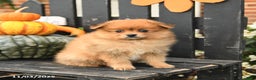 Pomeranian dogs for sale: Miles - Ad 2