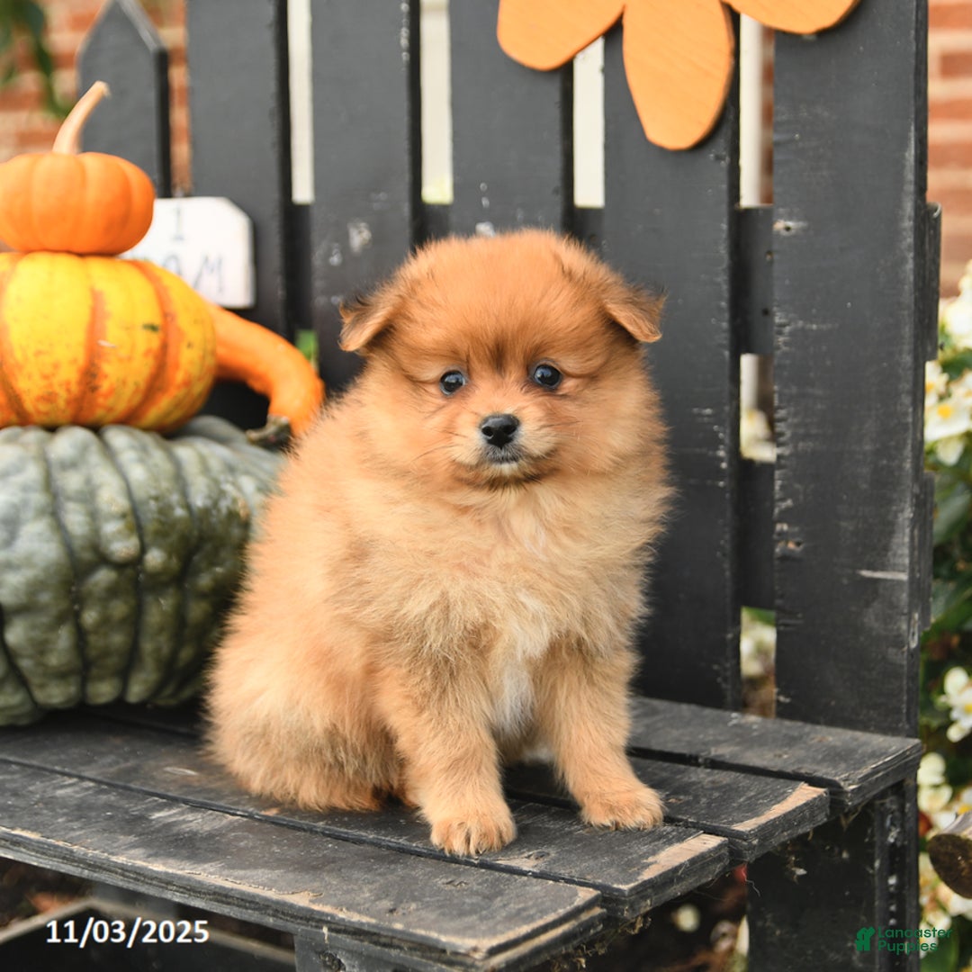 Pomeranian dogs for sale: Miles - Ad 2