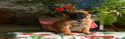 Belgian Malinois dogs for sale: Lemon - Ad 4