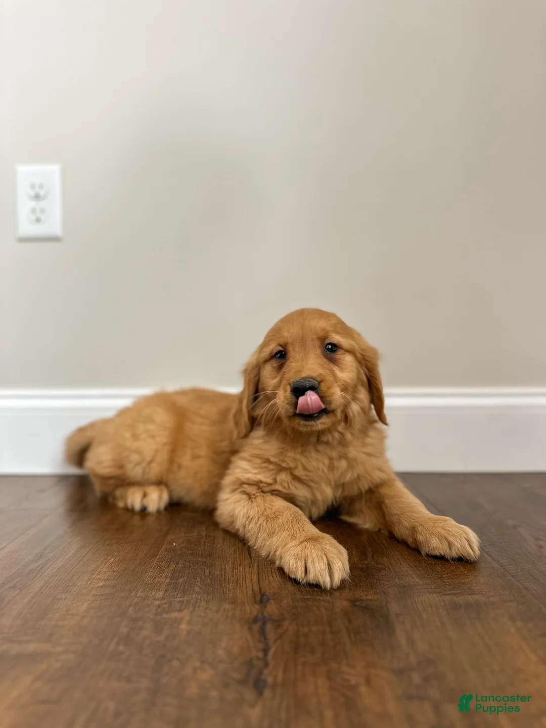 Golden Retriever dogs for sale: Chase - Ad 3