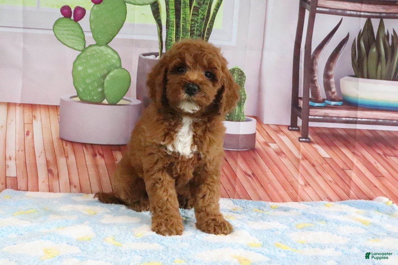 Mini Goldendoodle dogs Kassie - Ad 2