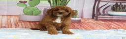 Mini Goldendoodle dogs for sale: Kassie - Ad 2