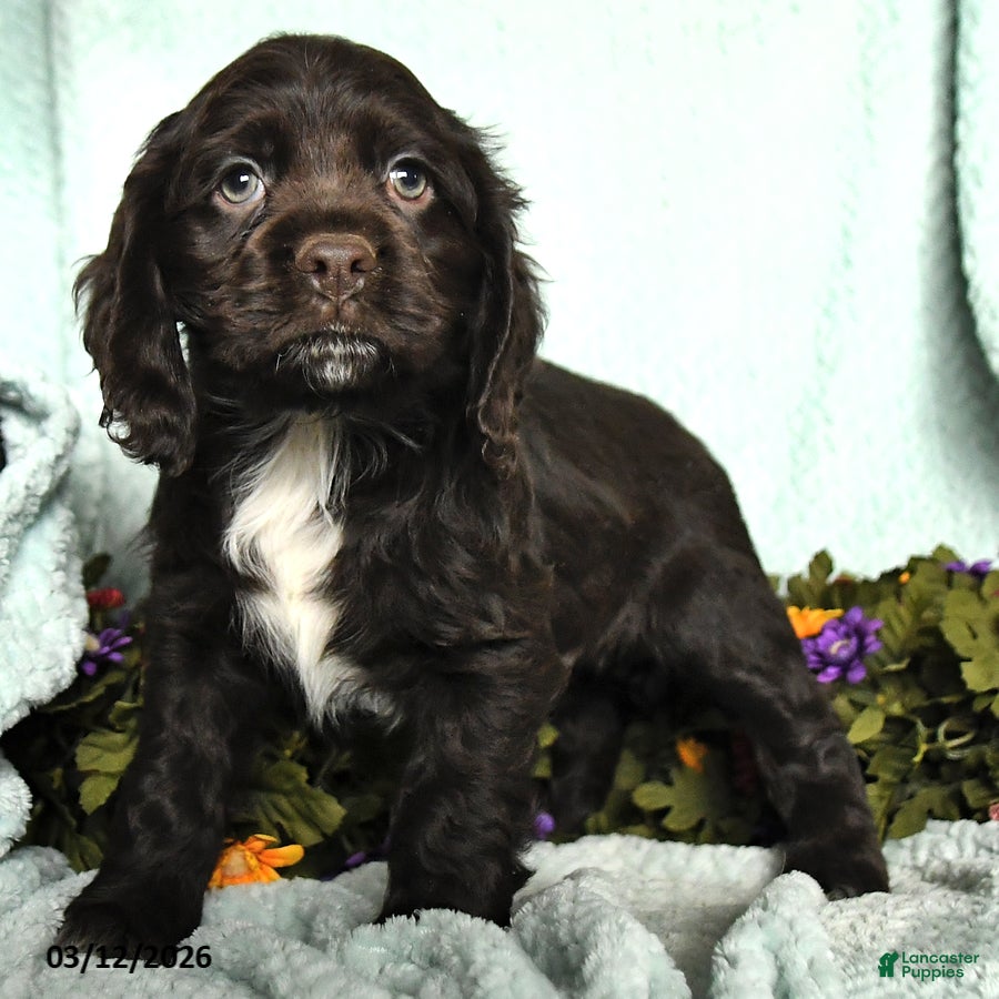 Cocker Spaniel dogs Scamper - Ad 1