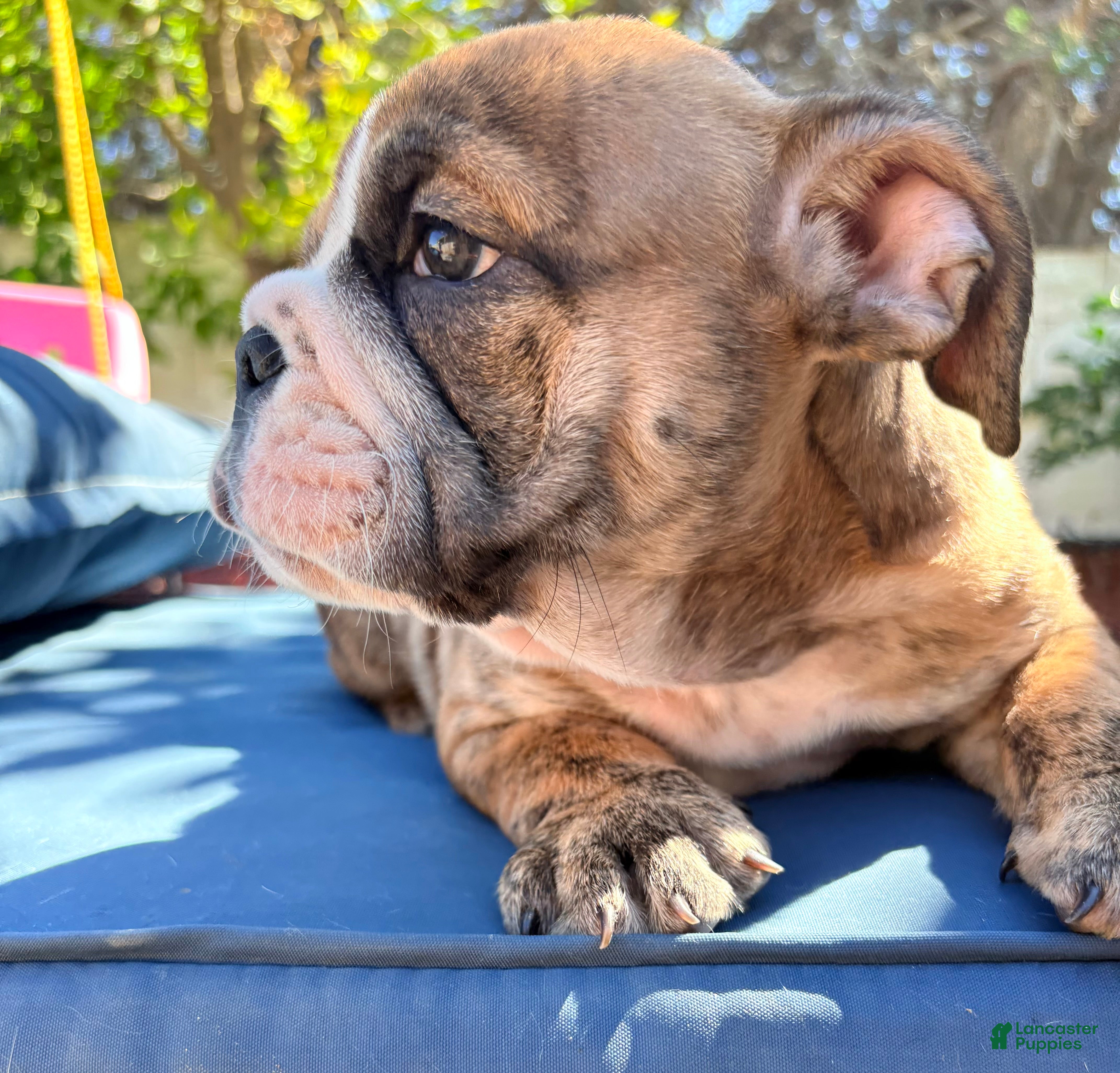 English Bulldog dogs Baby rocco/mini bulldog - Ad 2