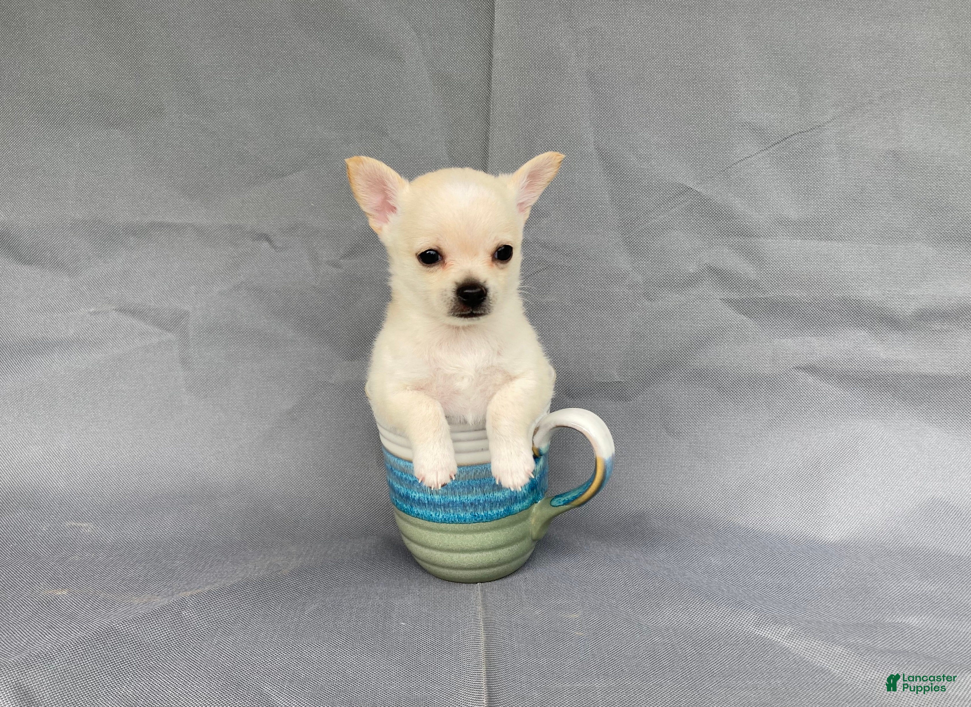 Chihuahua dogs for sale: Maisy - Ad 2