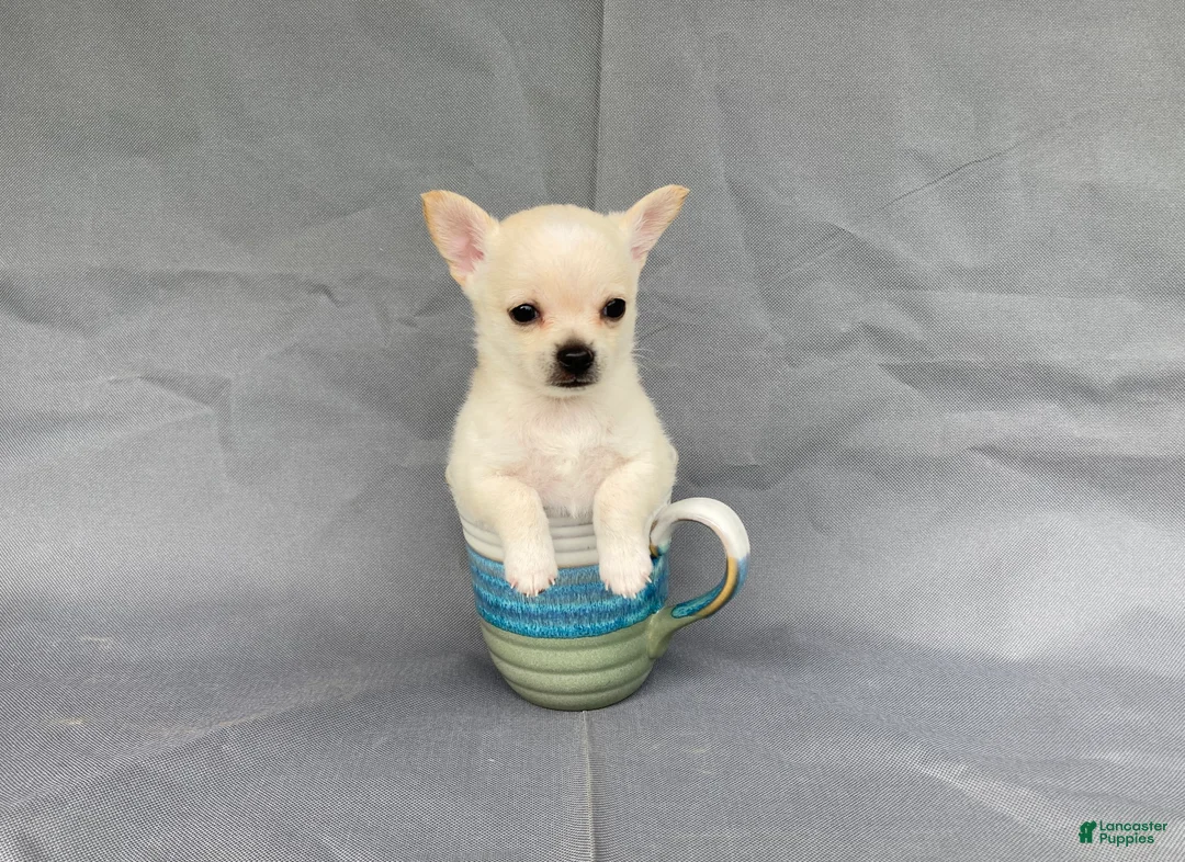 Chihuahua dogs for sale: Maisy - Ad 1