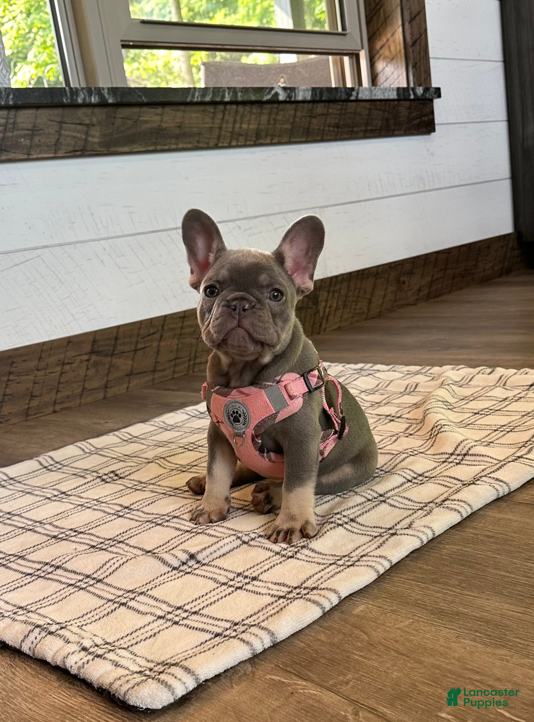 French Bulldog dogs Violet - Ad 2