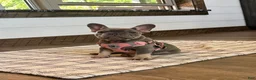 French Bulldog dogs for sale: Violet - Ad 6