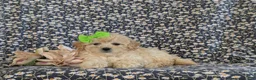 Bichpoo dogs for sale: Ariel - Ad 6