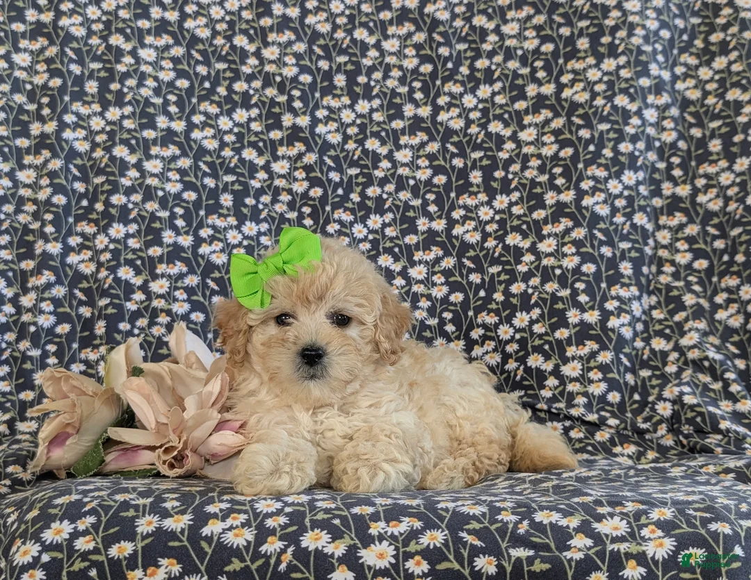 Bichpoo dogs for sale: Ariel - Ad 6
