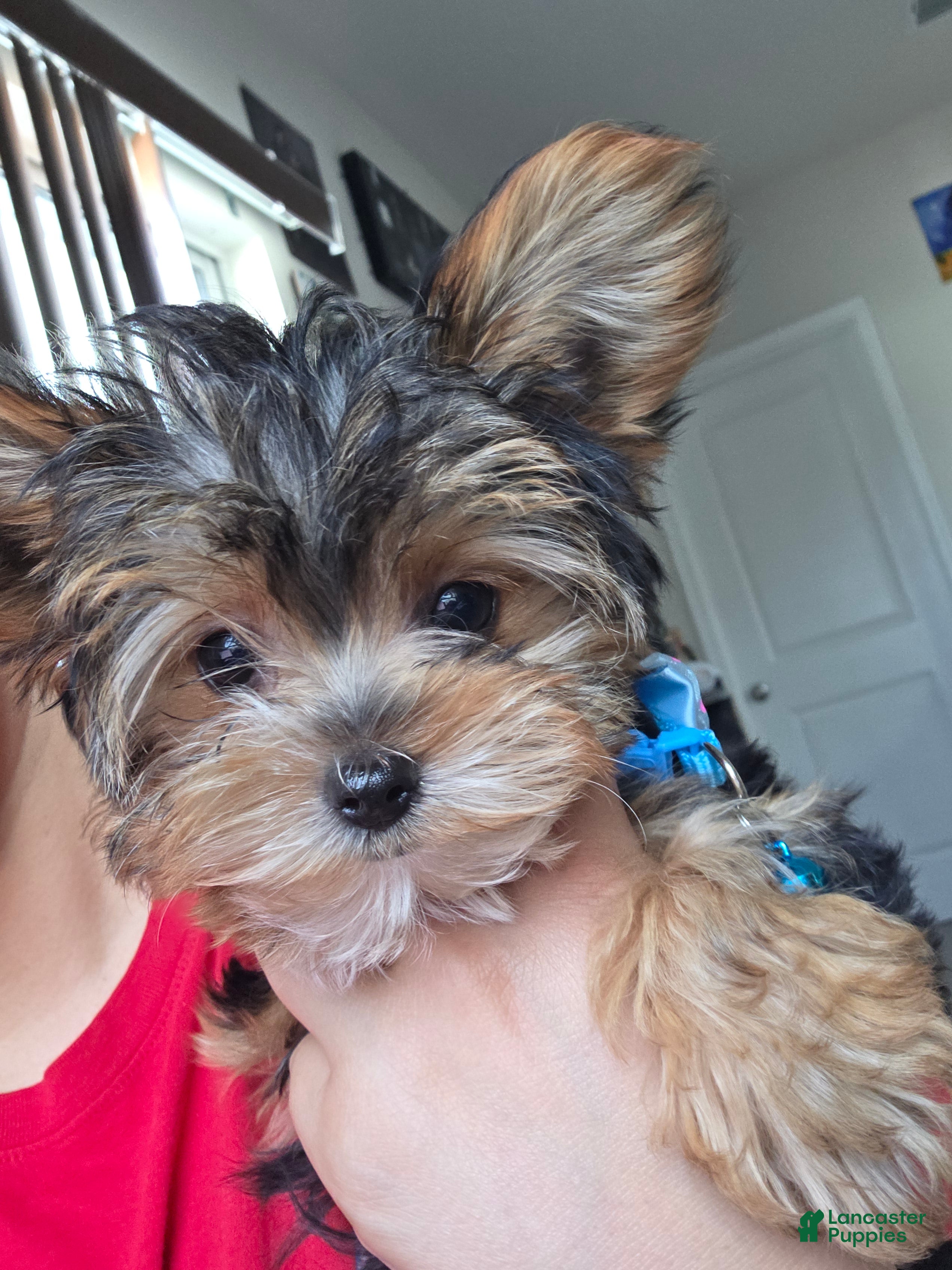 Yorkshire Terrier dogs Minnie - Ad 1