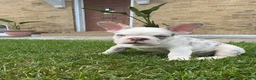 French Bulldog dogs for sale: French Bulldog Merle  - Ad 6
