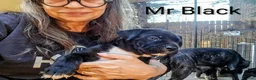 Presa Canario dogs for sale: Mr Neon  - Ad 109