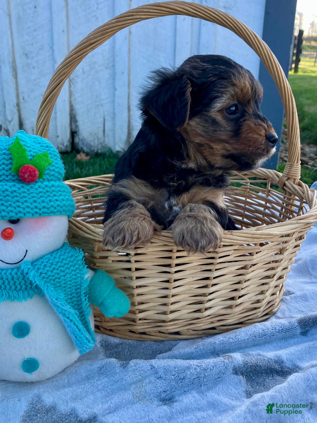 Yorkshire Terrier dogs for sale: Atlas - Ad 6