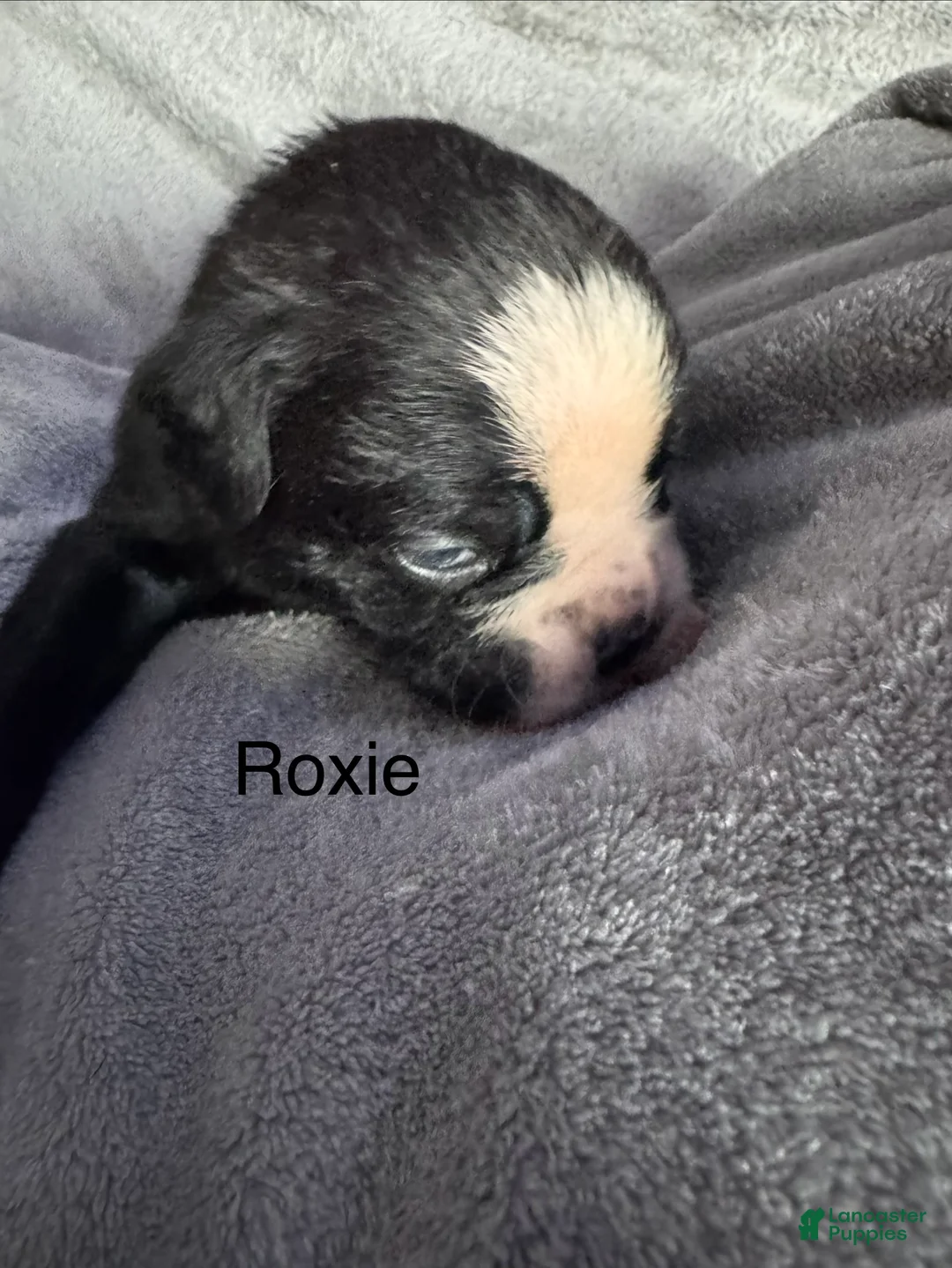 Boxer dogs for sale: Luna  - Ad 10