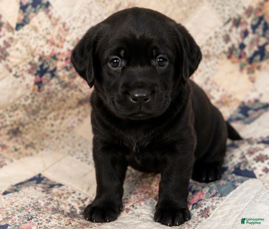 Labrador Retriever dogs for sale: Boy 3 - Ad 1