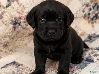 Labrador Retriever dogs Boy 3 - Ad 38